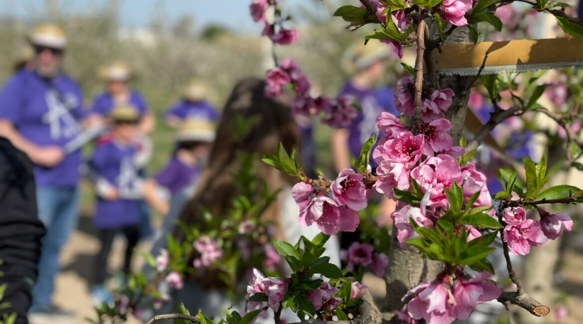 Fraga anuncia la fecha de la ‘Ruta de la Floración’