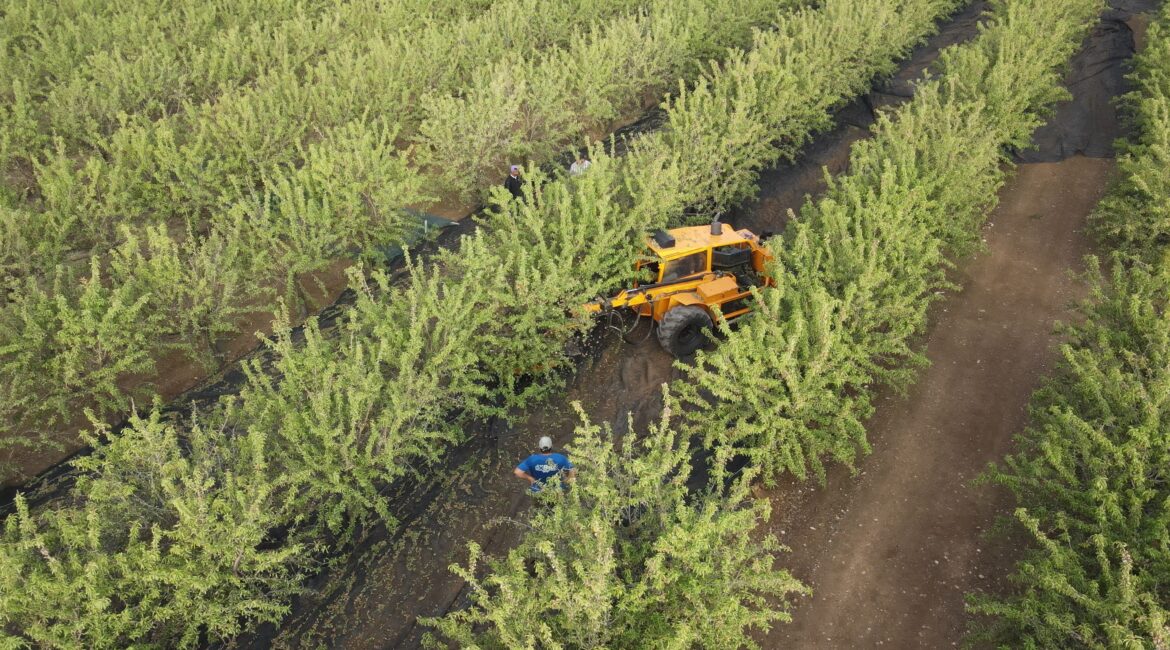 Asegura una adecuada brotación de tus almendros el próximo año con estas recomendaciones