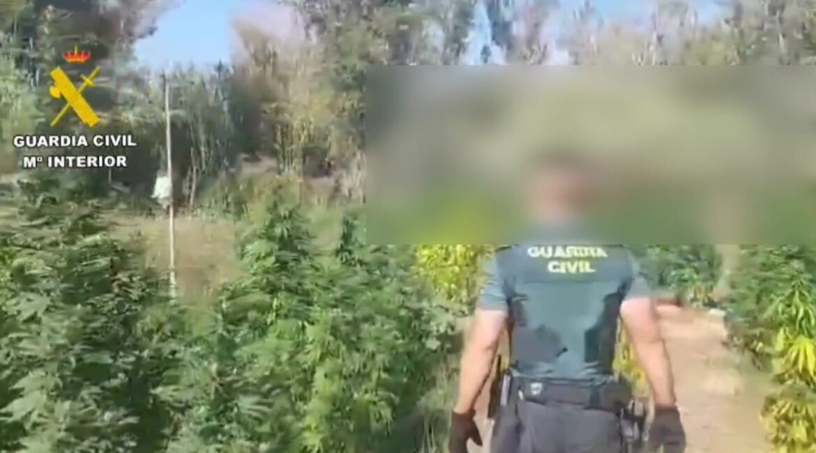 Desmantelan una plantación de marihuana en la Comarca del Bajo/Baix Cinca