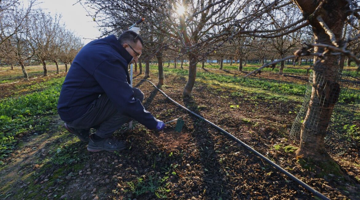 ¿Qué es la fertirrigación y cómo preparar los árboles frutales en invierno para este proceso?