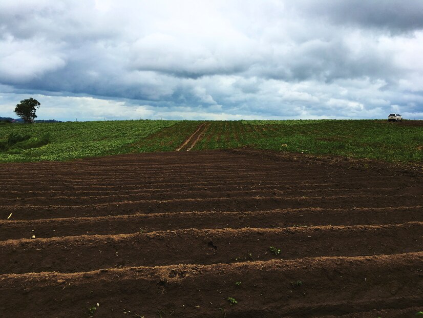 Un suelo saludable, pilar para una agricultura sostenible