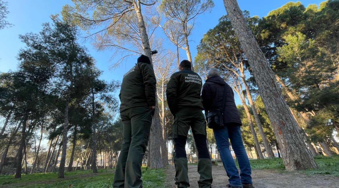 ¿Qué es el Tomicus Destruens? la plaga que está afectando a La Pinada de Fraga