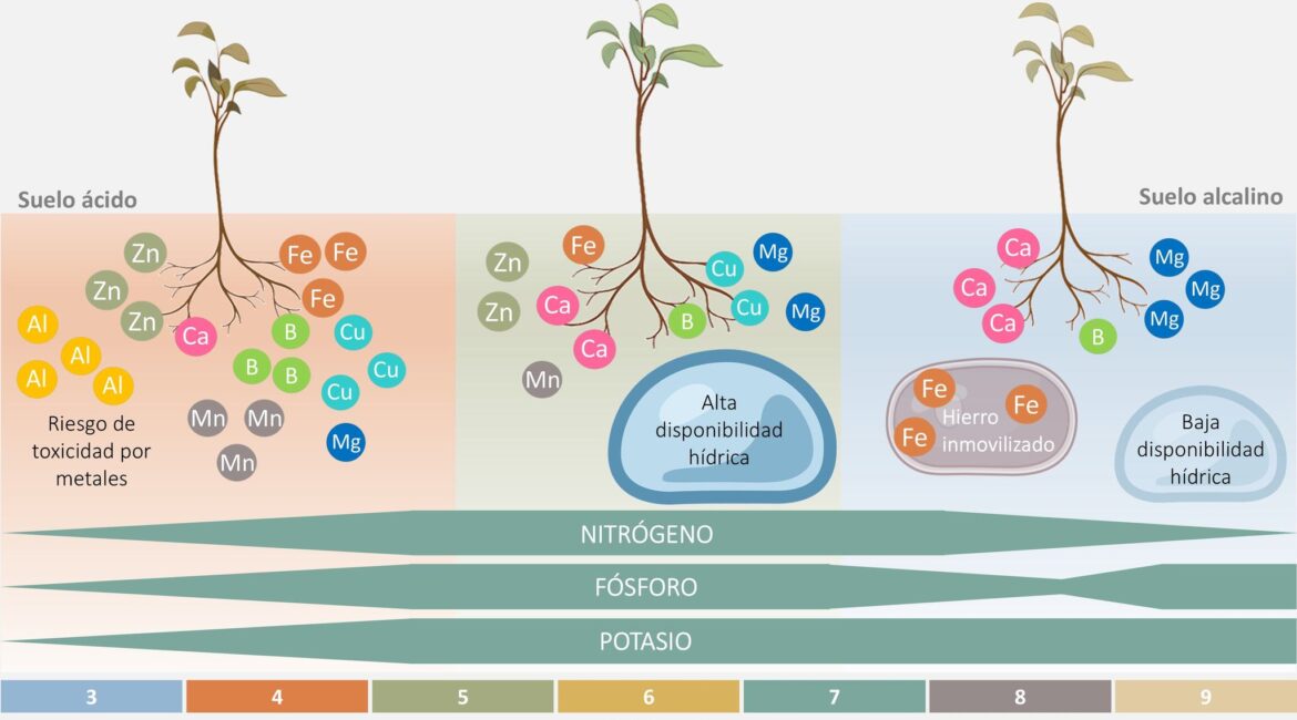 El pH del Suelo: Clave para una fertilización eficiente en la agricultura